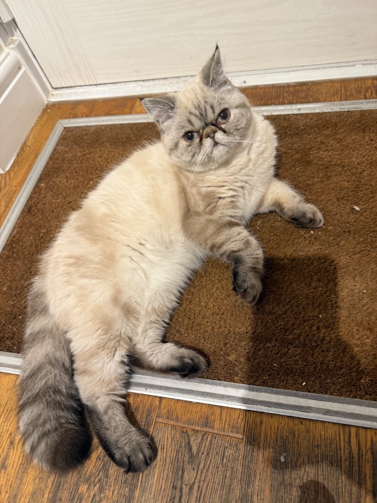 Lovely tabby colour point 
