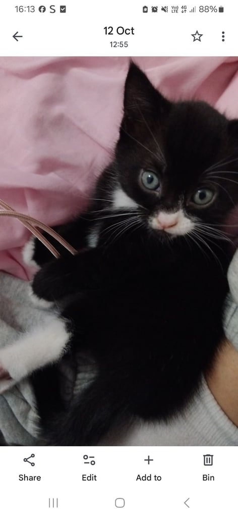 Beautiful black and white kittens.