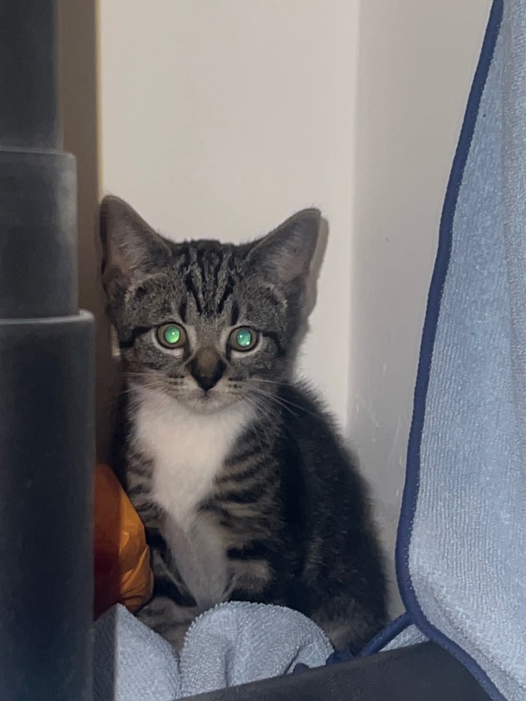Tabby kittens 