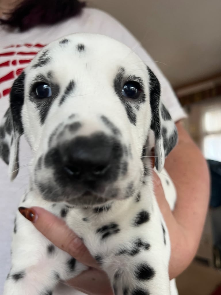 Stunning Dalmatian puppies KC reg show winners 