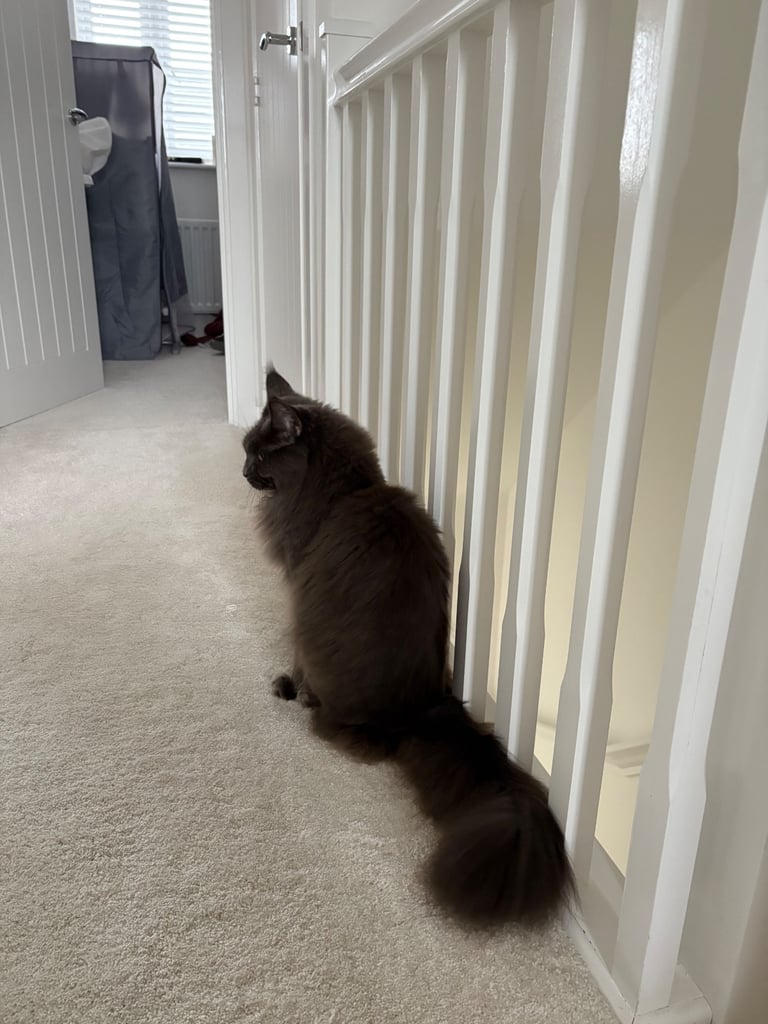 Maine Coon Girl