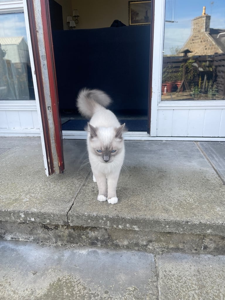 Ragdoll Kittens pedigree purebred 