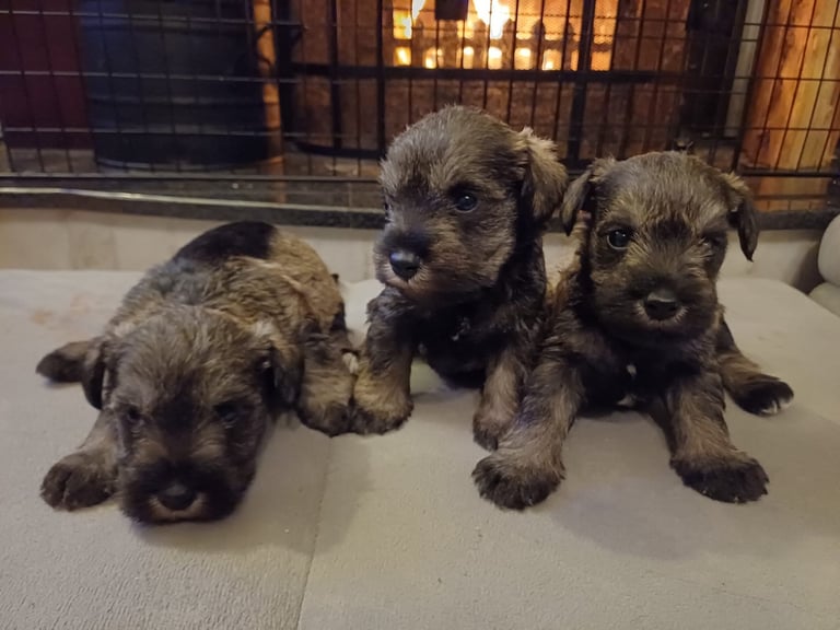 Miniature Schnauzer Dogs Puppies for Sale in Northern Ireland