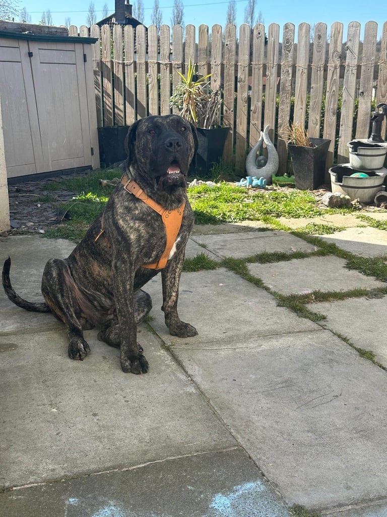 Pure presa Canario, 2years 6month old
