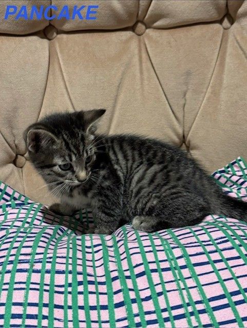 Kittens x1 Boy x2 Girls *1 GIRL LEFT*