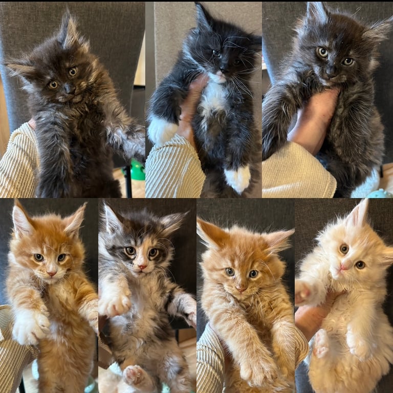 XL Main Coon Kittens ready soon for sale 