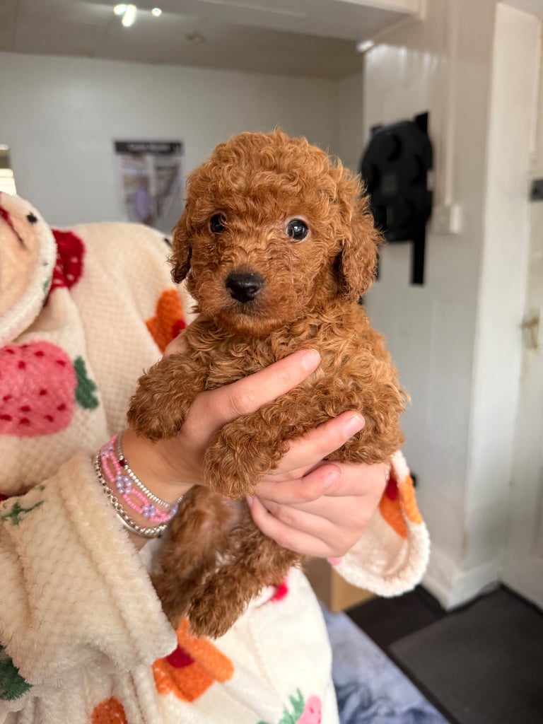 image for Beautiful Cockapoo puppies 
