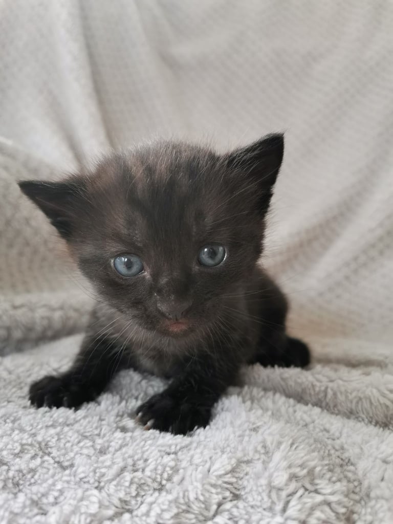 Little fluffy black kitten 