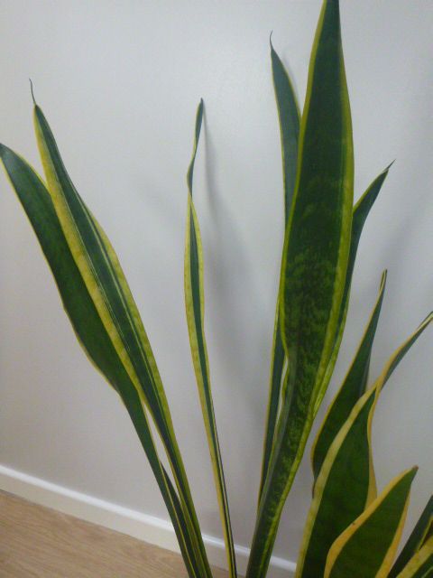 Very Large Sansevieria-Mother-In-Law's Tongue, 46ins. In White Ceramic Planter, VGC.REDUCED