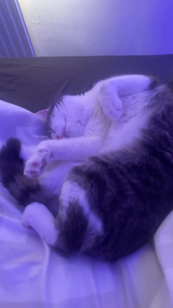 grey and white tabby cat 