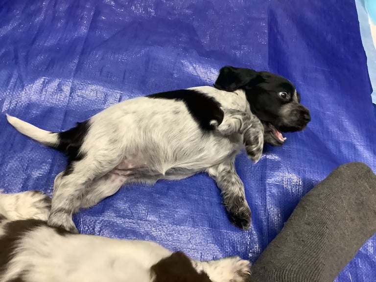 Sprocker spaniel pups