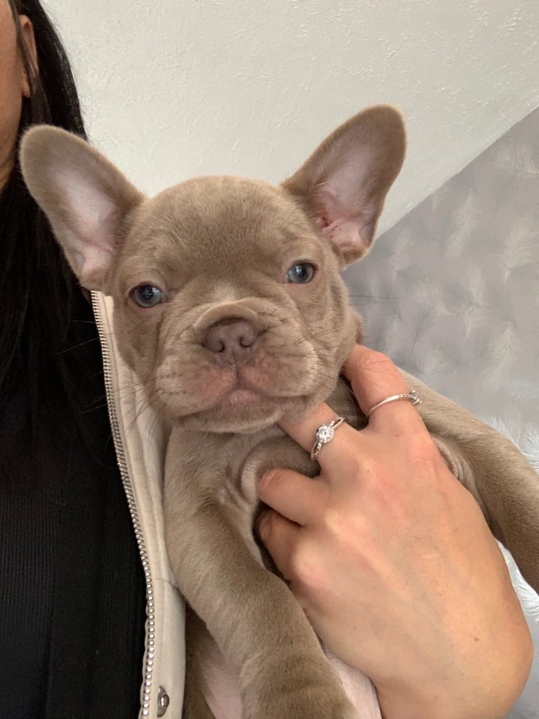 Isabella shade French bull dogs reduced 