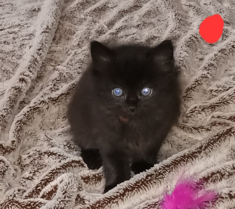 Black fluffy girl kitten
