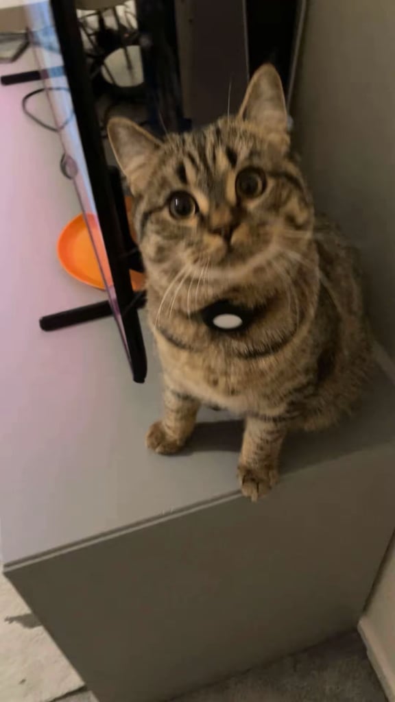 Boy neutered cat