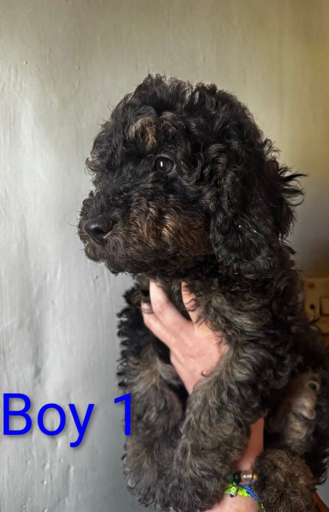 image for Toy poodle puppies for sale 