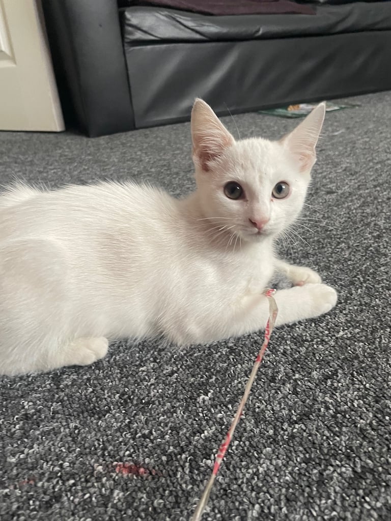 white cat