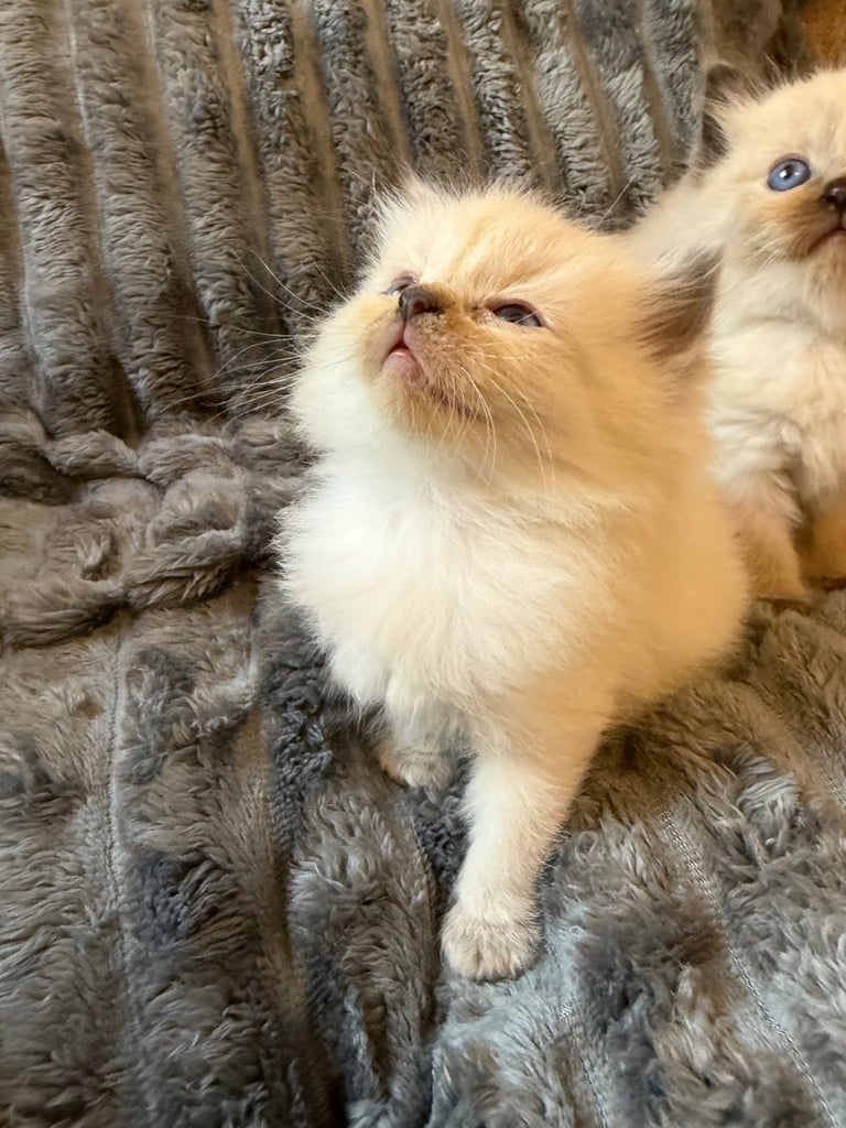 Beautiful ragdoll kittens for sale