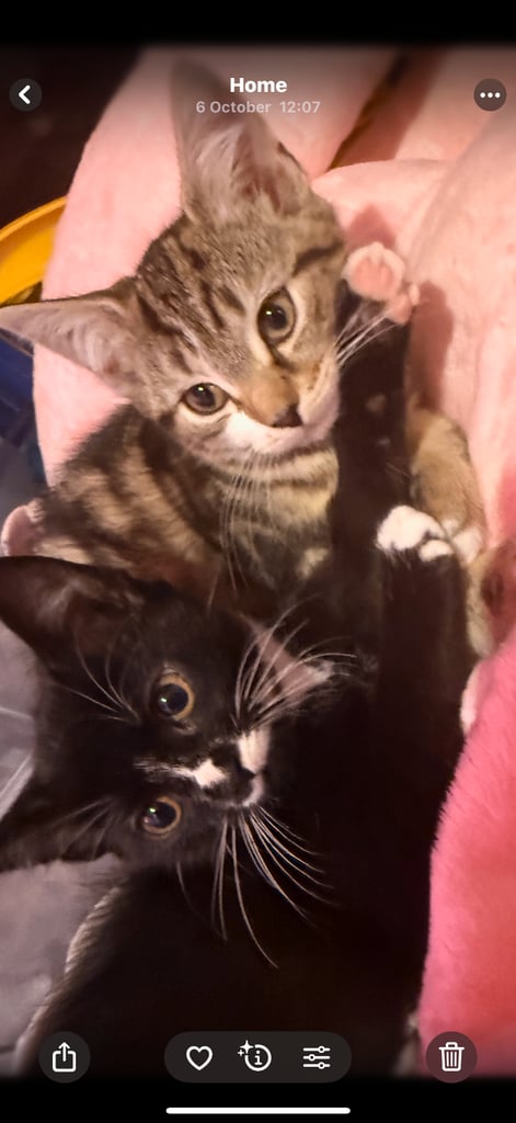 Kitten for sale