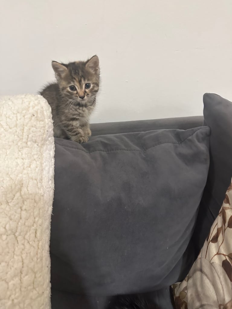 Kittens 