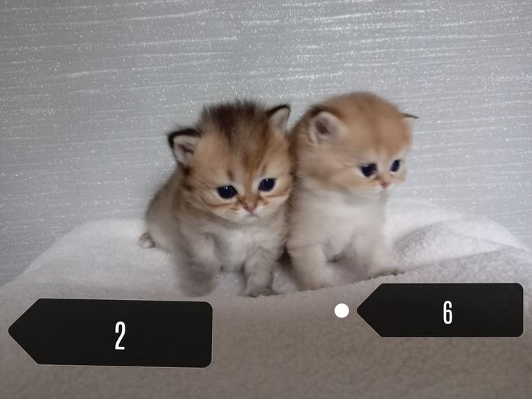 x4 Pedigree British Longhair & x2 British Shorthair Blue Golden & GoldenKittens 