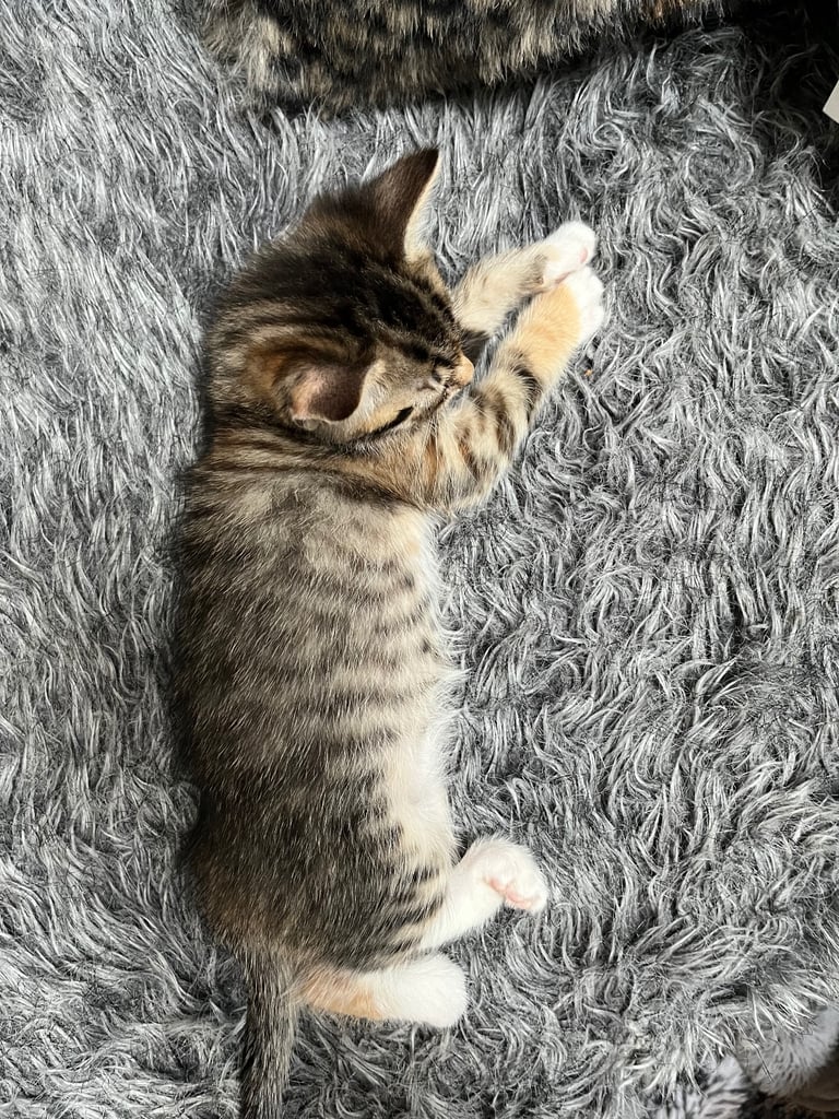 5 tabby kittens for sale 