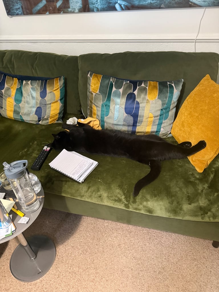 Bombay Cat