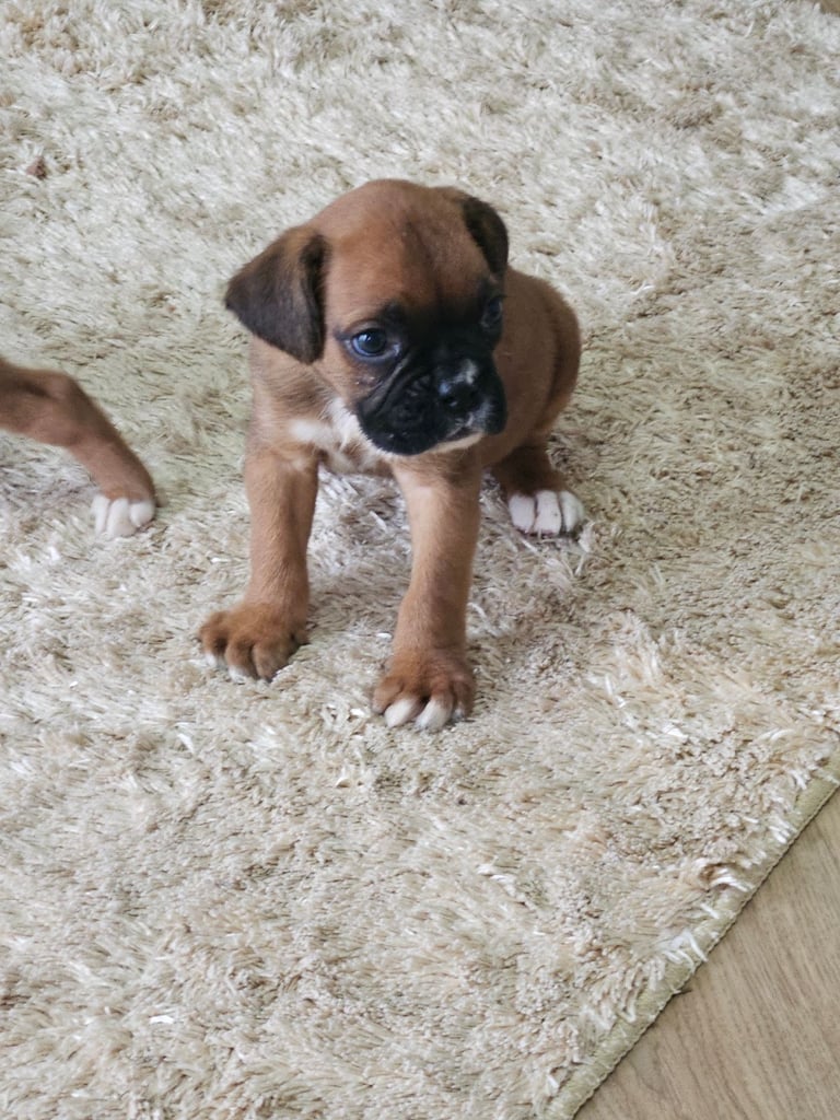 Boxer puppies kc reg