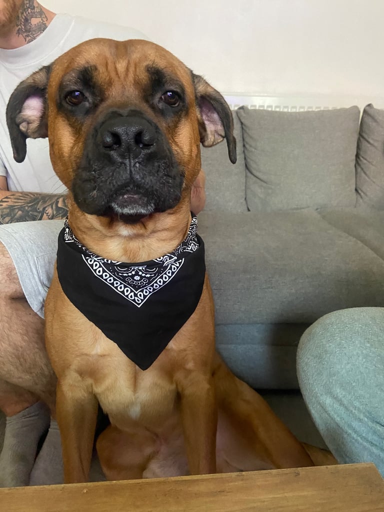 image for Belgian Mali x cane corso