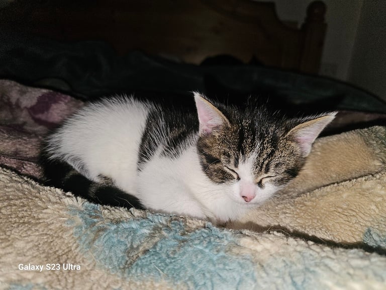 Tabby kittens for sale