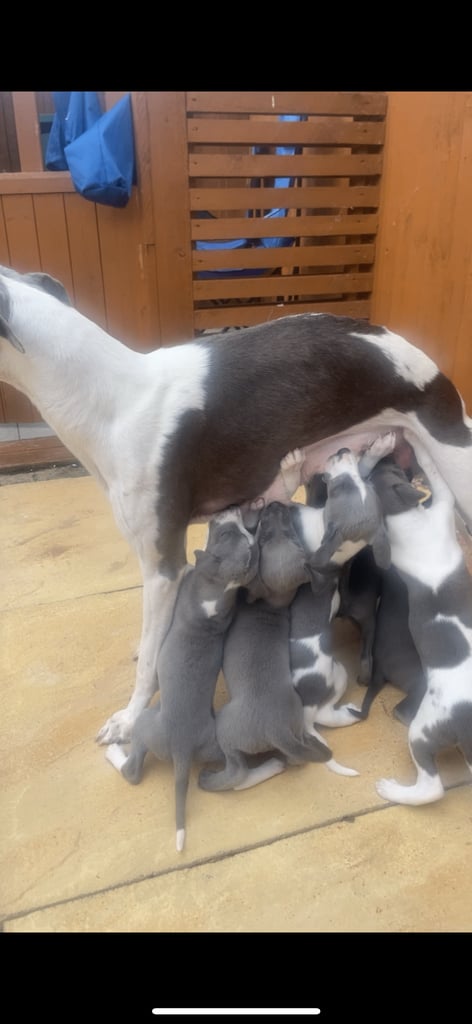⭐️⭐️ gorgeous whippet puppies⭐️⭐️