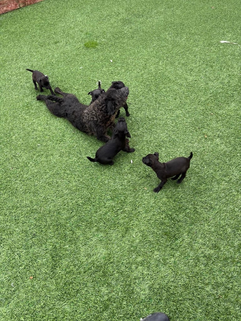 Patterdale terriers for sale 