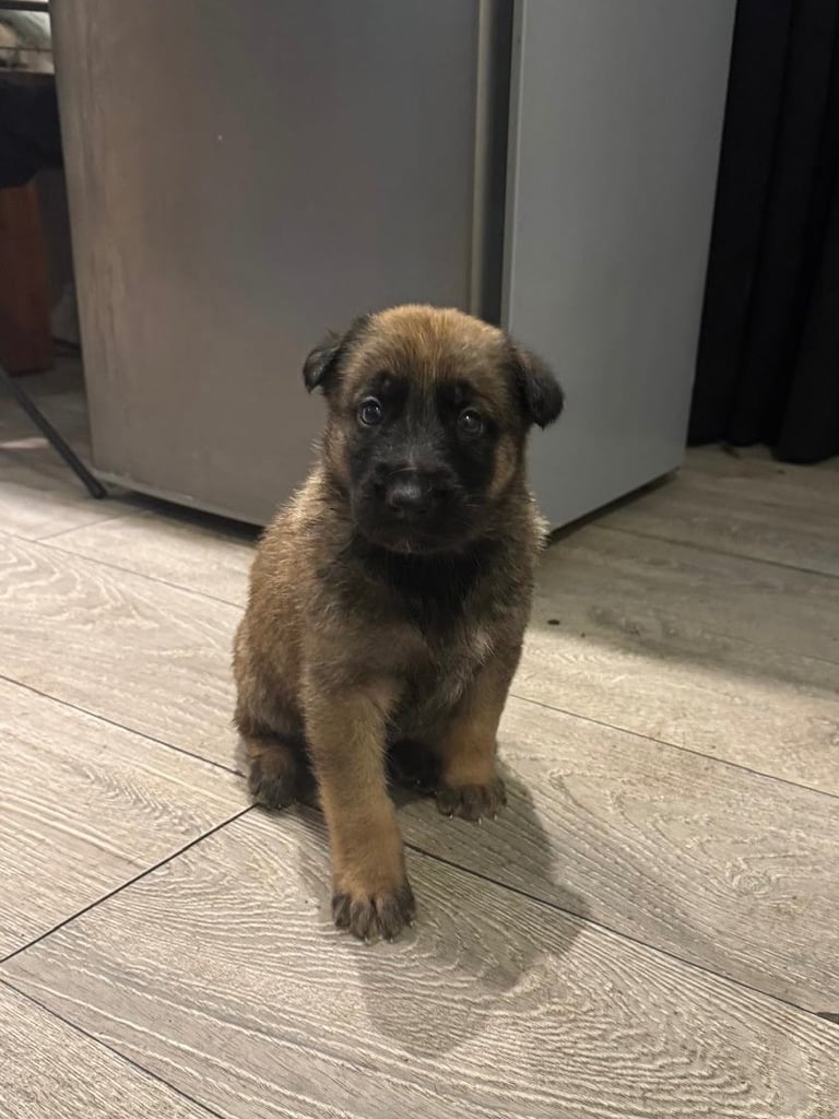 8 beautiful Malisheps