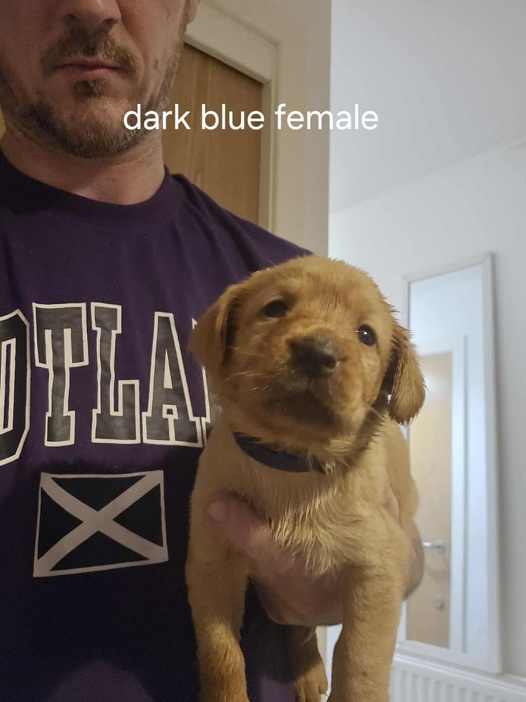 Kc fox red labrador puppies