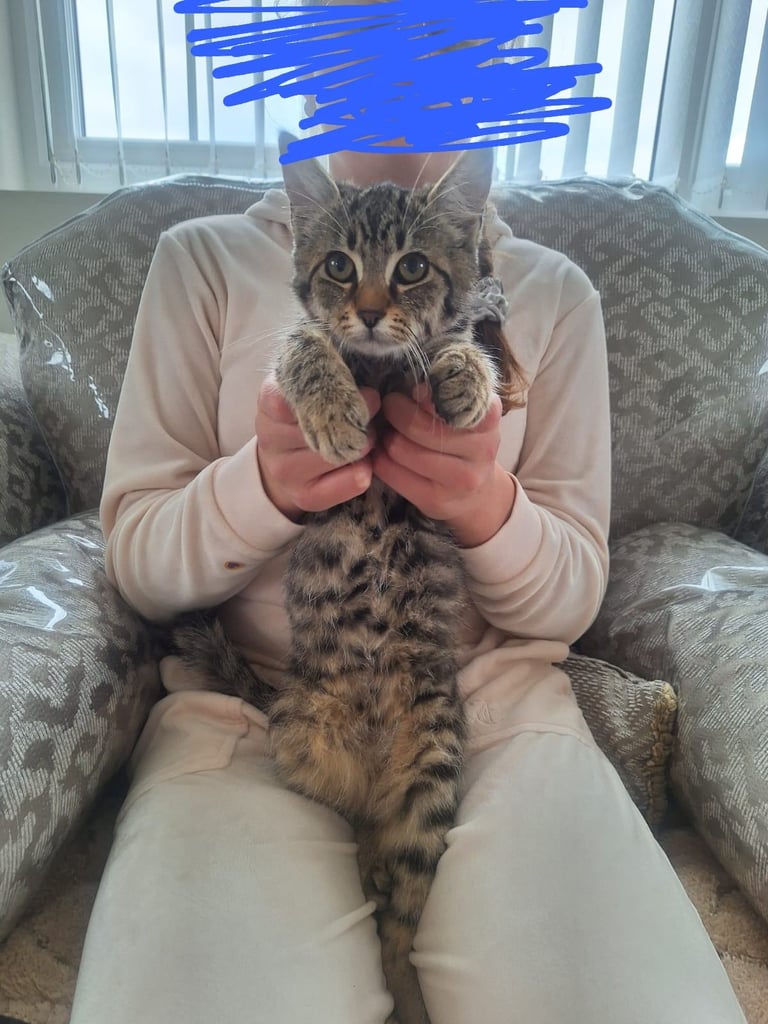 Kittens long and short haired