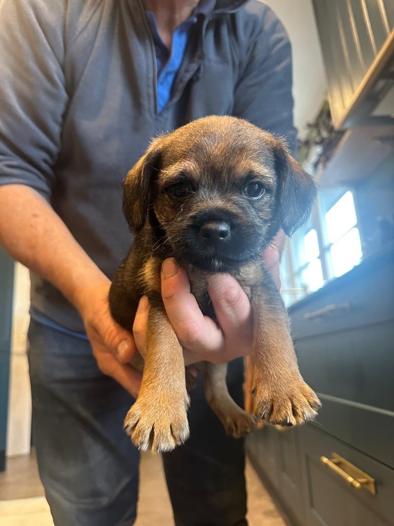 Border Terrier Pups 