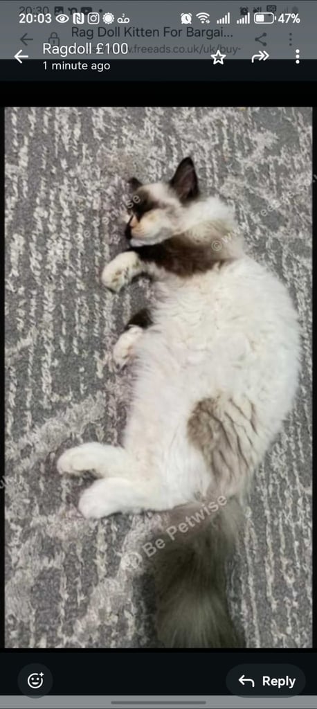 Adult Cats available 