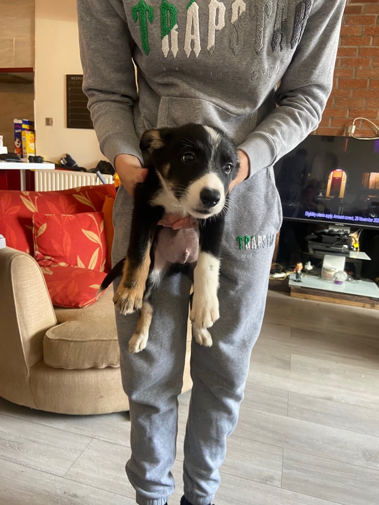 Gorgeous female Border Collie NOW REDUCED !!!!!!!!!!!!!!!!!