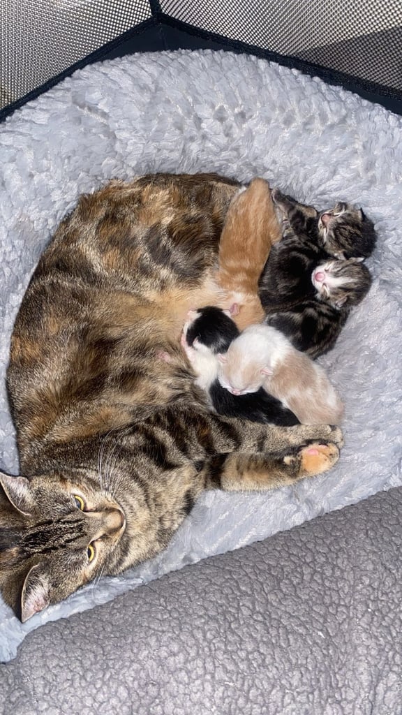 Male kitten 1 left rest of litter gone 