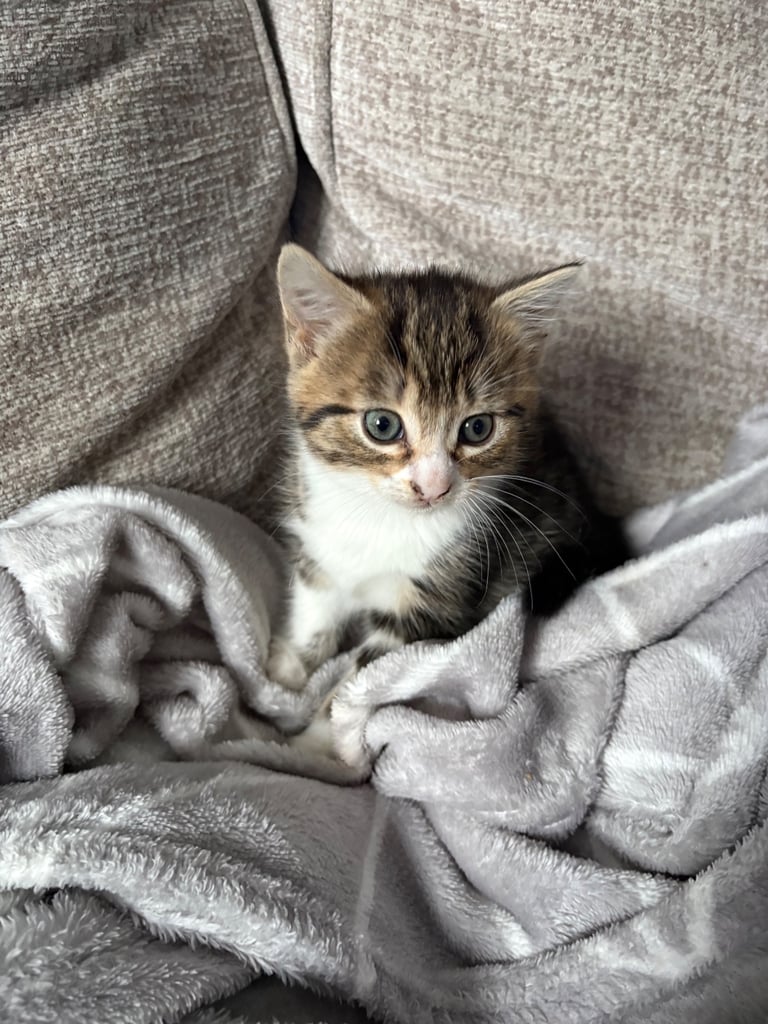 Kittens for sale 