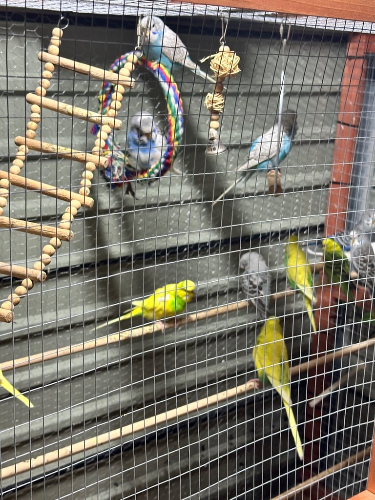 Budgies albino,litino,cobalt,pied,rainbows, breeding pairs,hand thamed 
