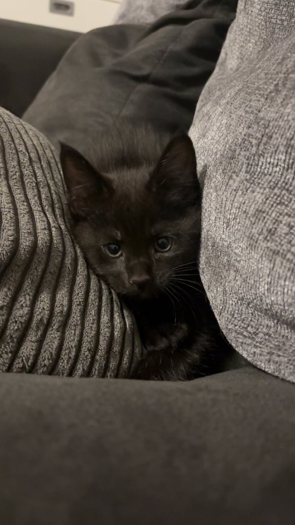 Maine Coon Cross kitten