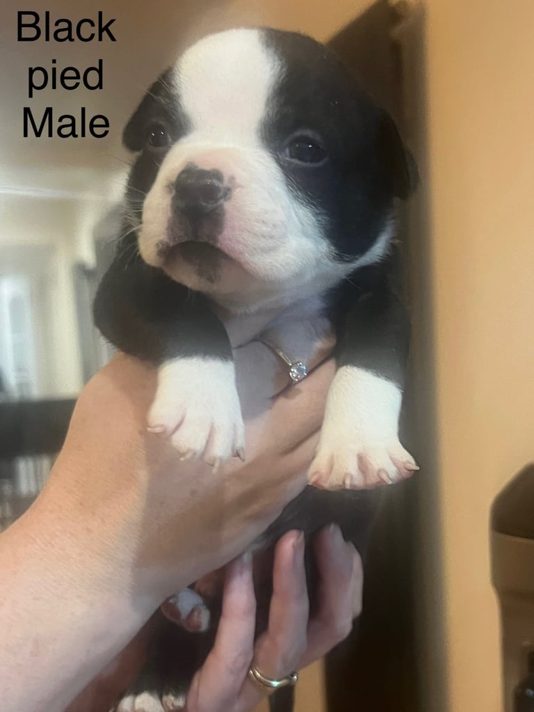 Pedigree pocket bully pups for sale! 