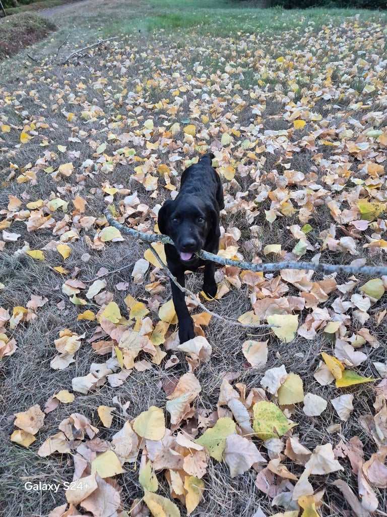 Labrador puppy 