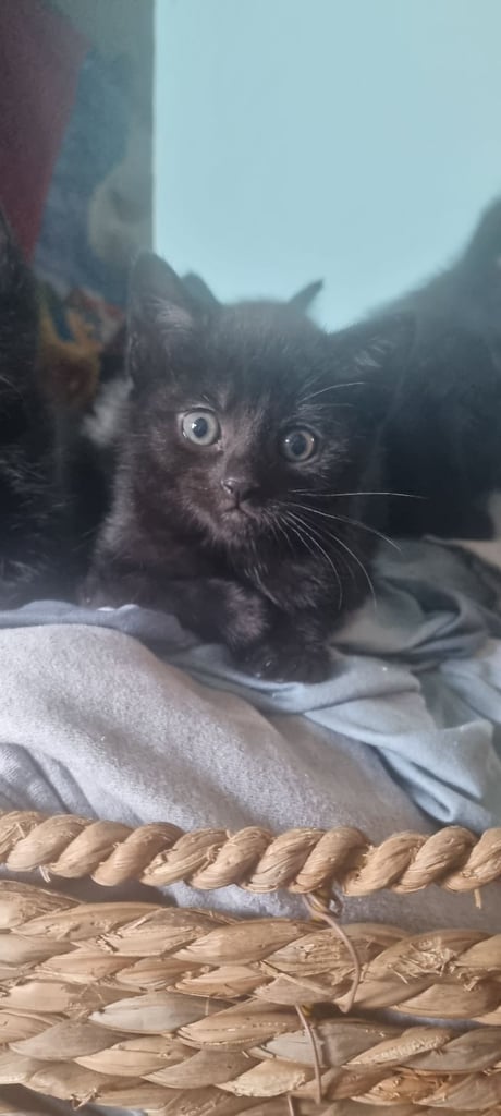 8 week old kittens