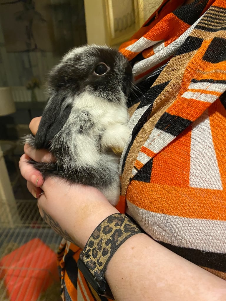 Netherland Dwarf / Minilop 