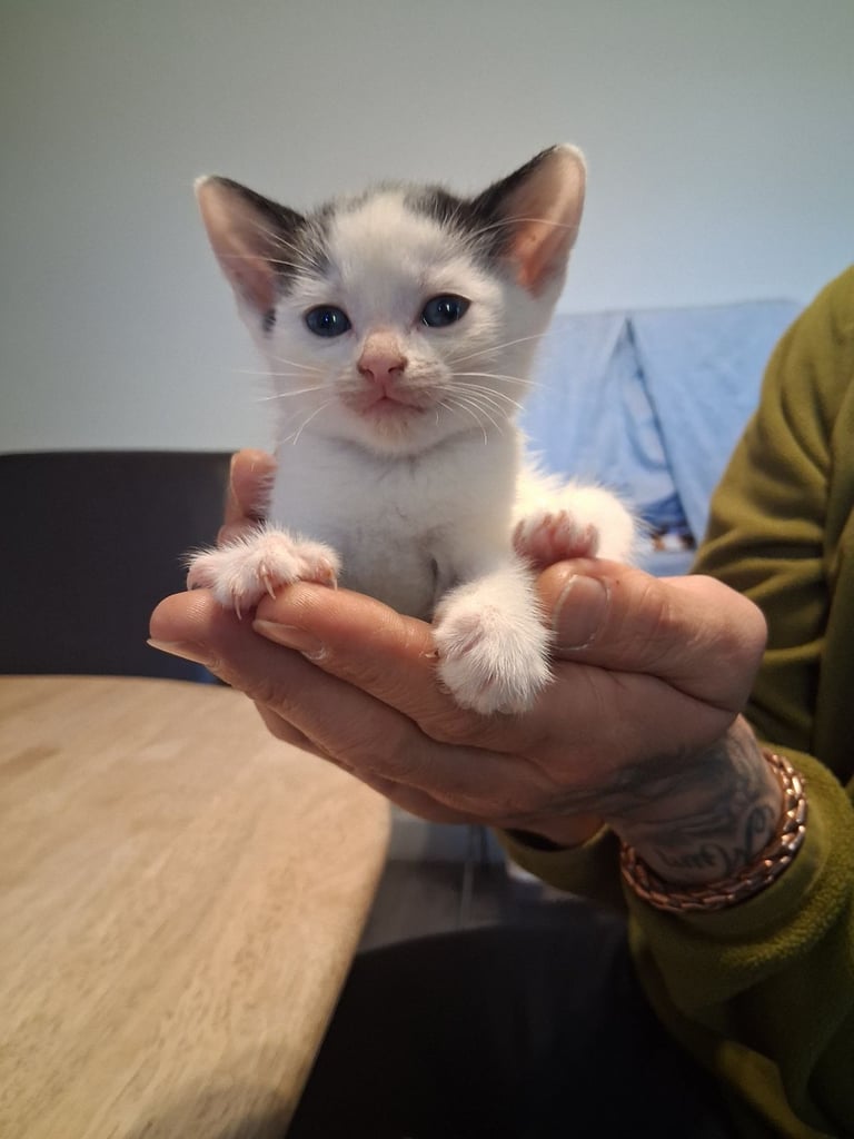 6 stunning kittens 