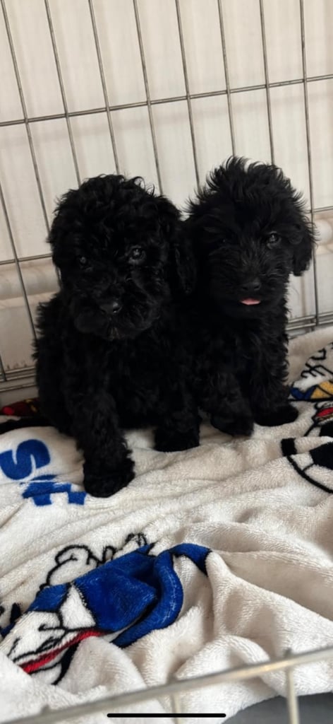 Teddy bear maltipoo puppies