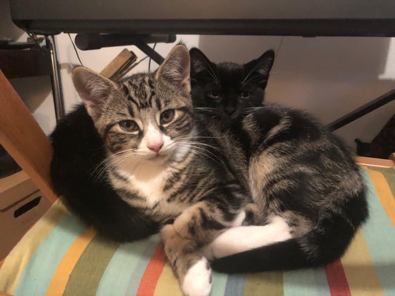 2 LEFT: Beautiful kittens in need of good homes £150