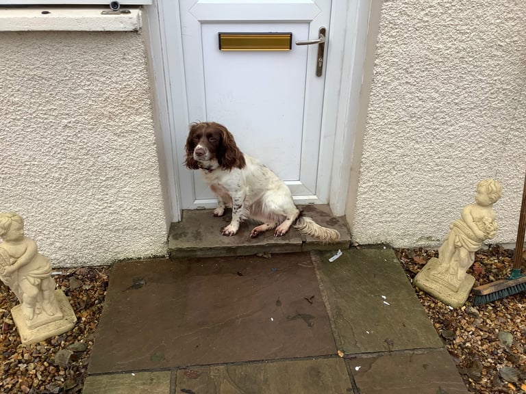 Springer Spaniel ( Girl )