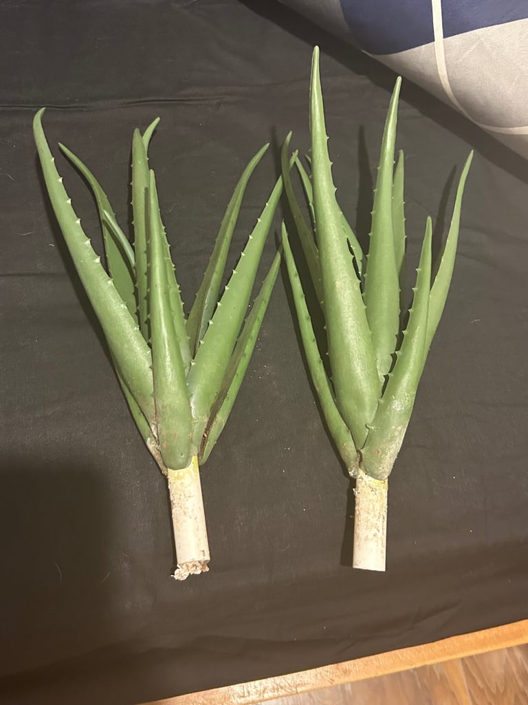 Vivarium with full accessories 